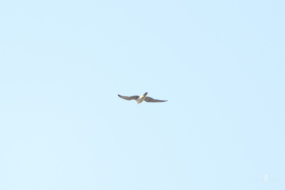 ハヤブサ - ML646049528