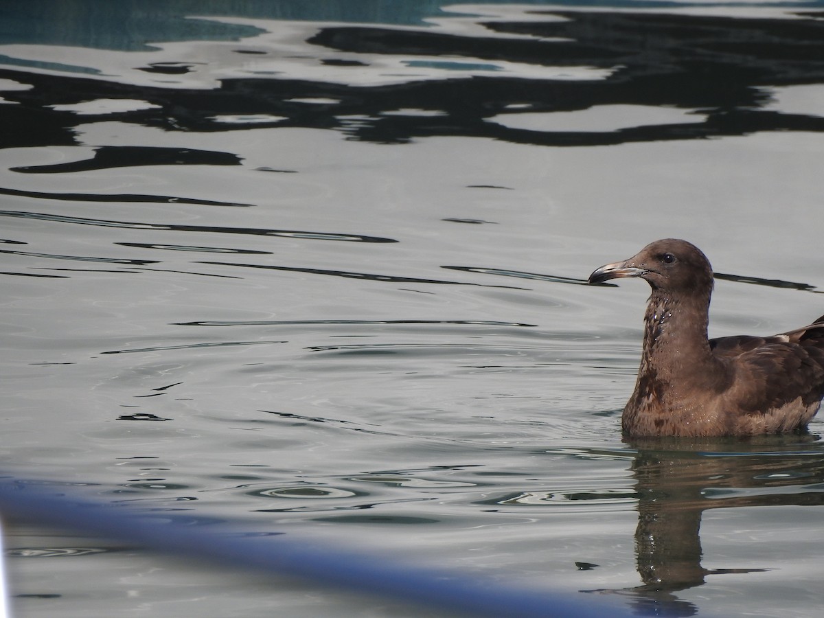 オグロカモメ - ML646049529