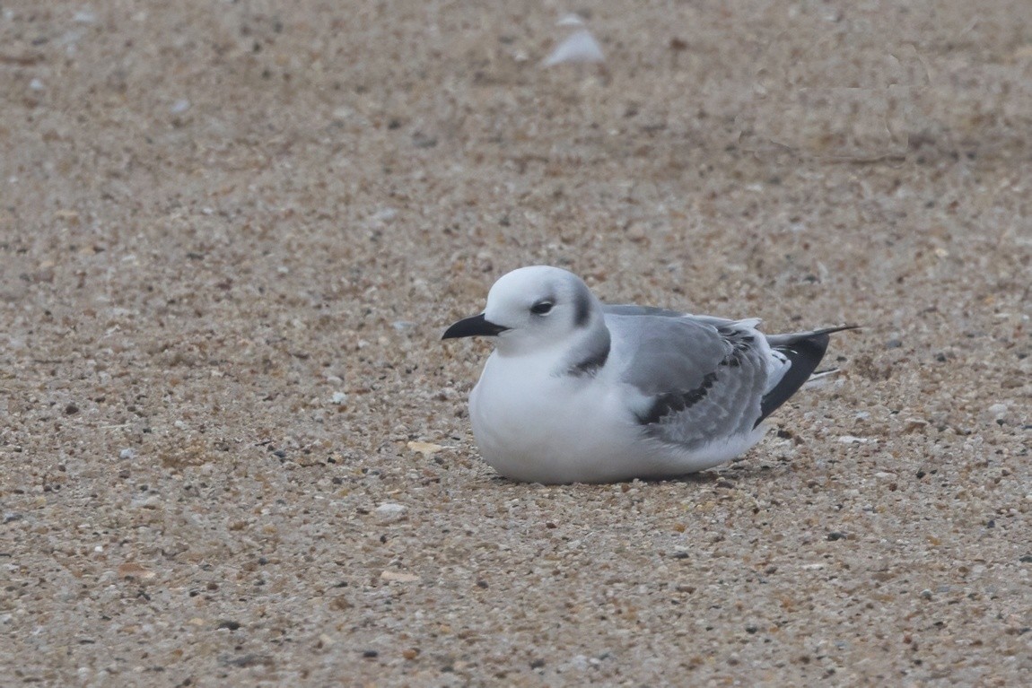 ミツユビカモメ - ML646049530