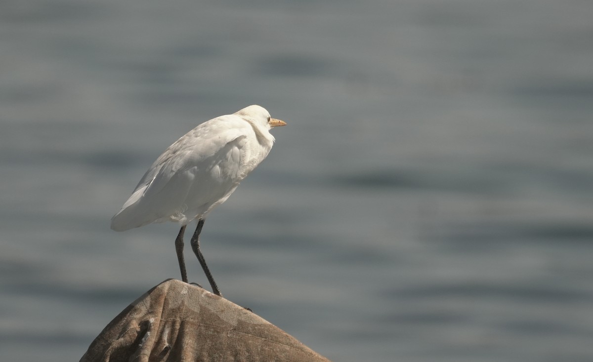 ニシアマサギ - ML646049531