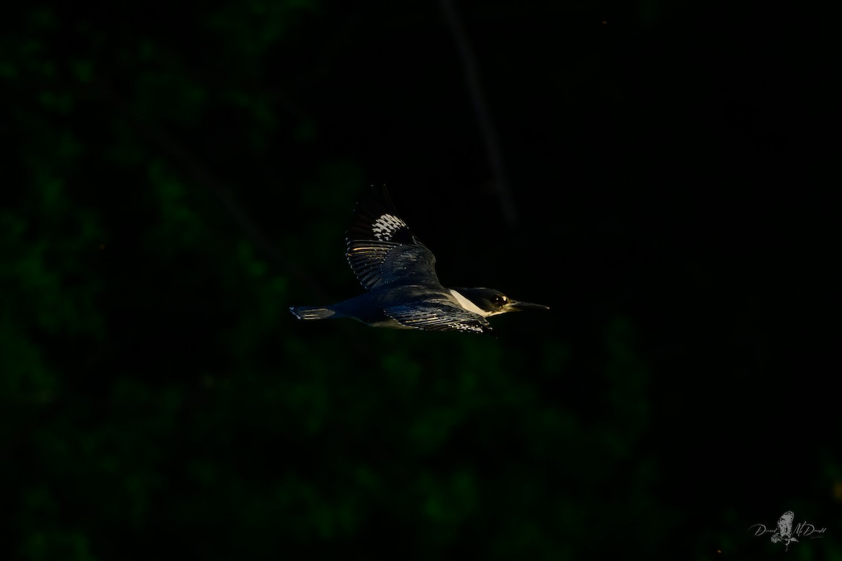 アメリカヤマセミ - ML646049533