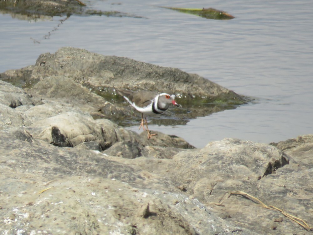 ミスジチドリ - ML646049536