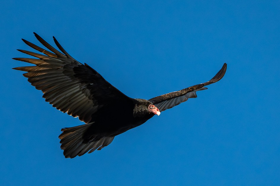 ヒメコンドル - ML646049537