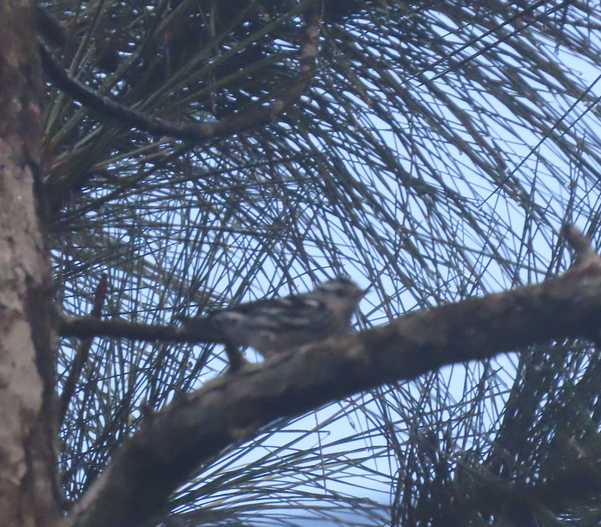 シロクロアメリカムシクイ - ML646049538