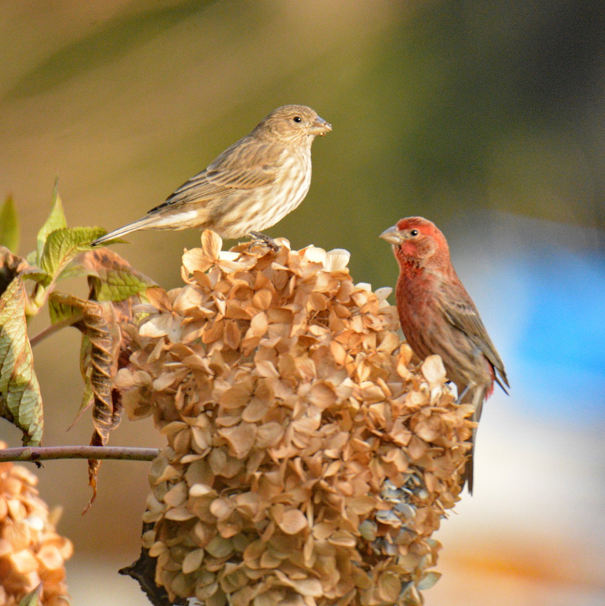 hýl rudoprsý - ML646049539