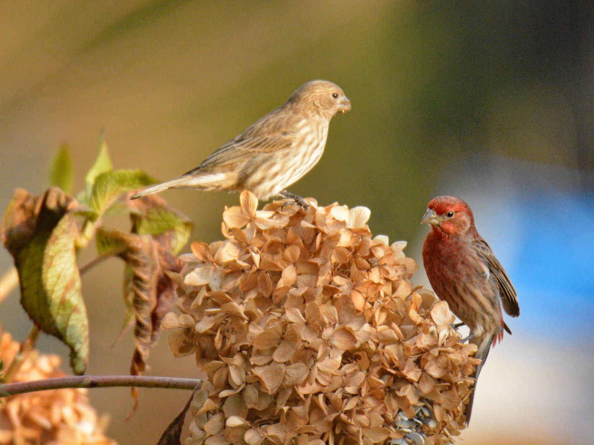 hýl rudoprsý - ML646049540