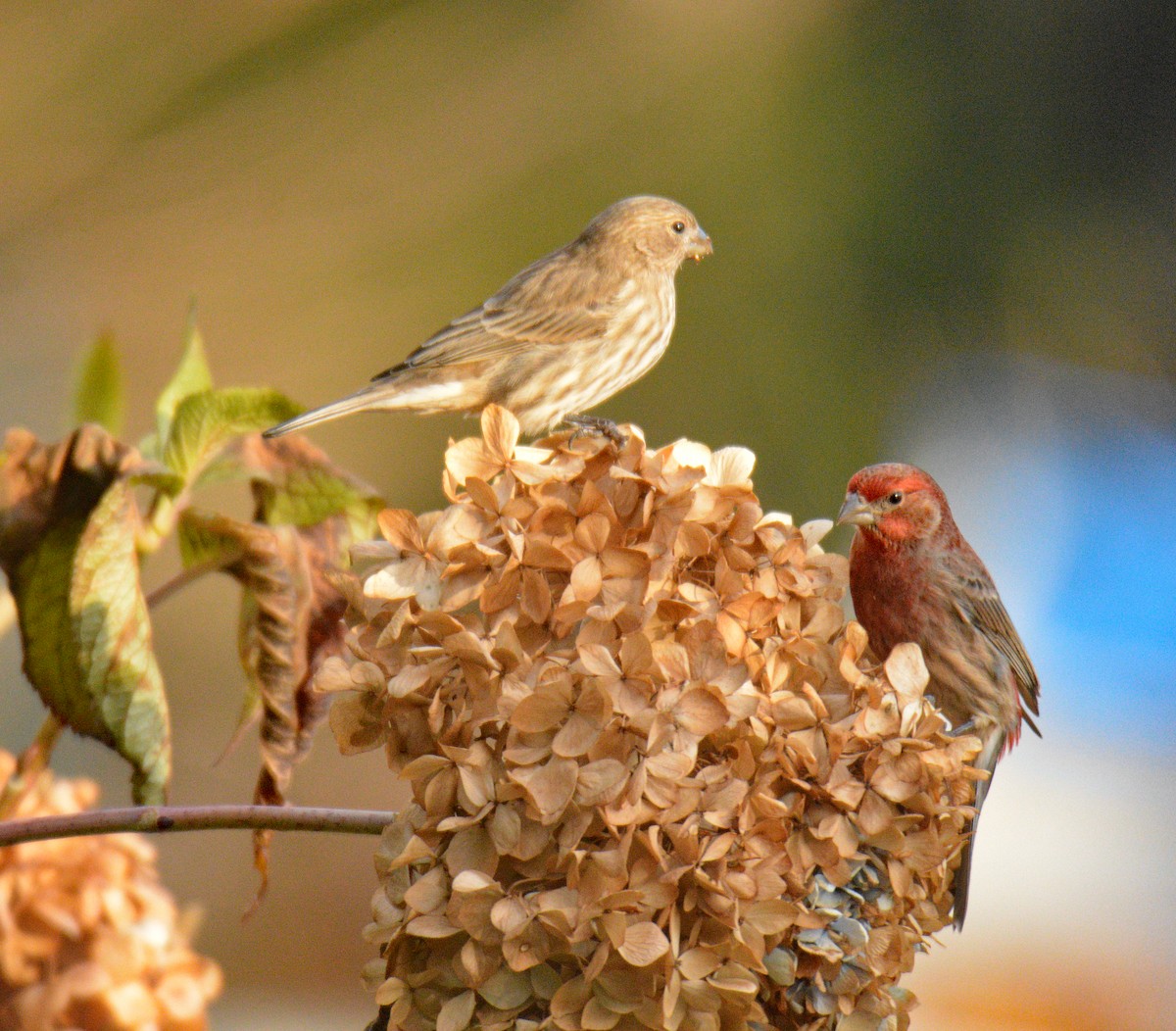 hýl rudoprsý - ML646049541