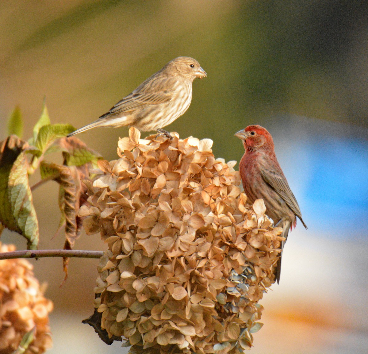 hýl rudoprsý - ML646049542