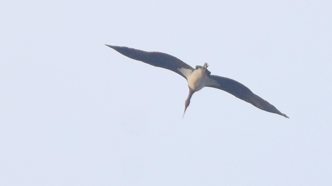 ナベコウ - ML646049543