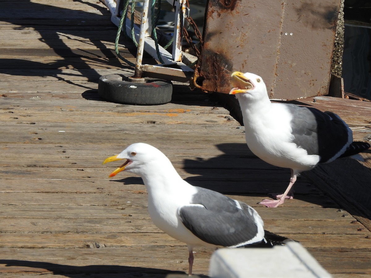 アメリカオオセグロカモメ - ML646049544