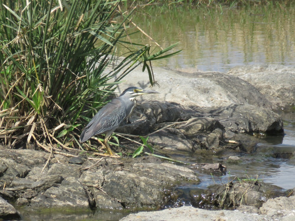 ササゴイ - ML646049547