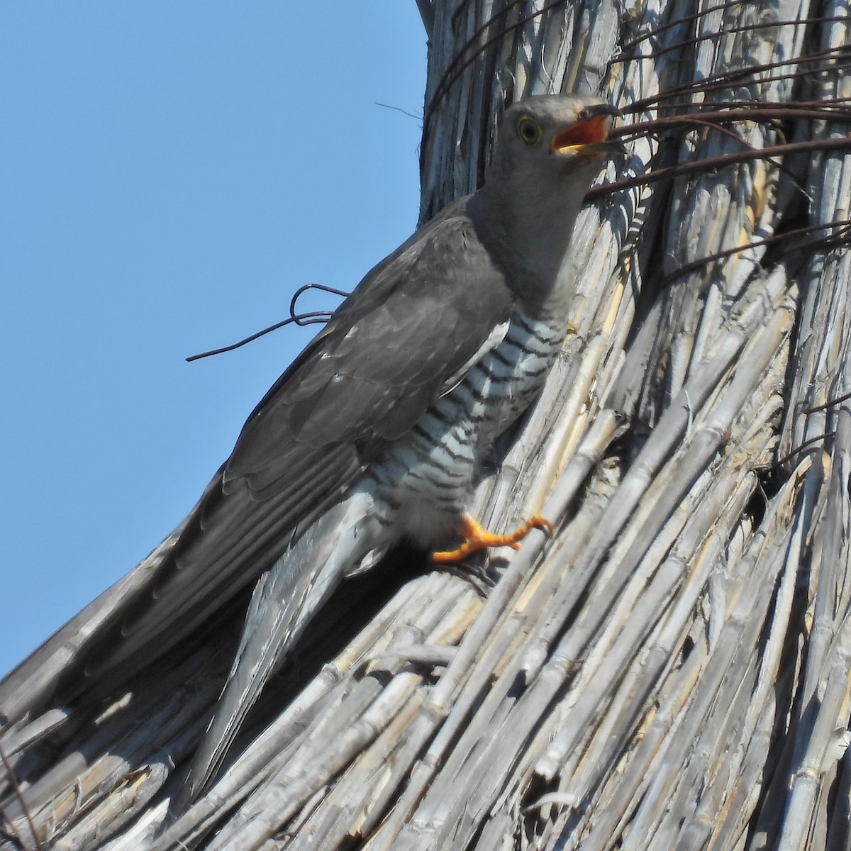 カッコウ - ML646049548