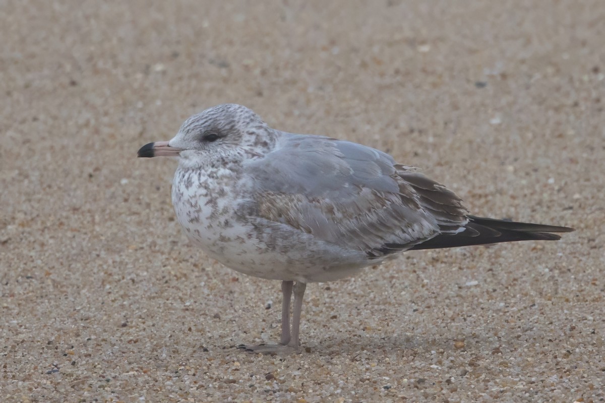 Ring-billed Gull - ML646049549