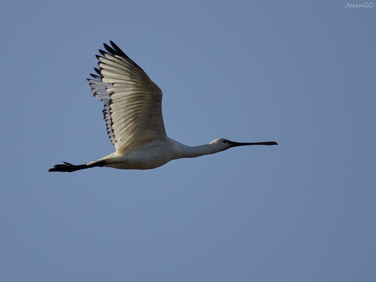 ヘラサギ - ML646049550