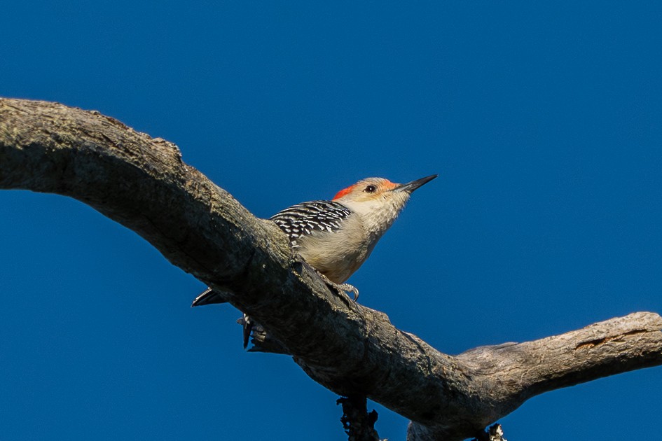 シマセゲラ - ML646049552