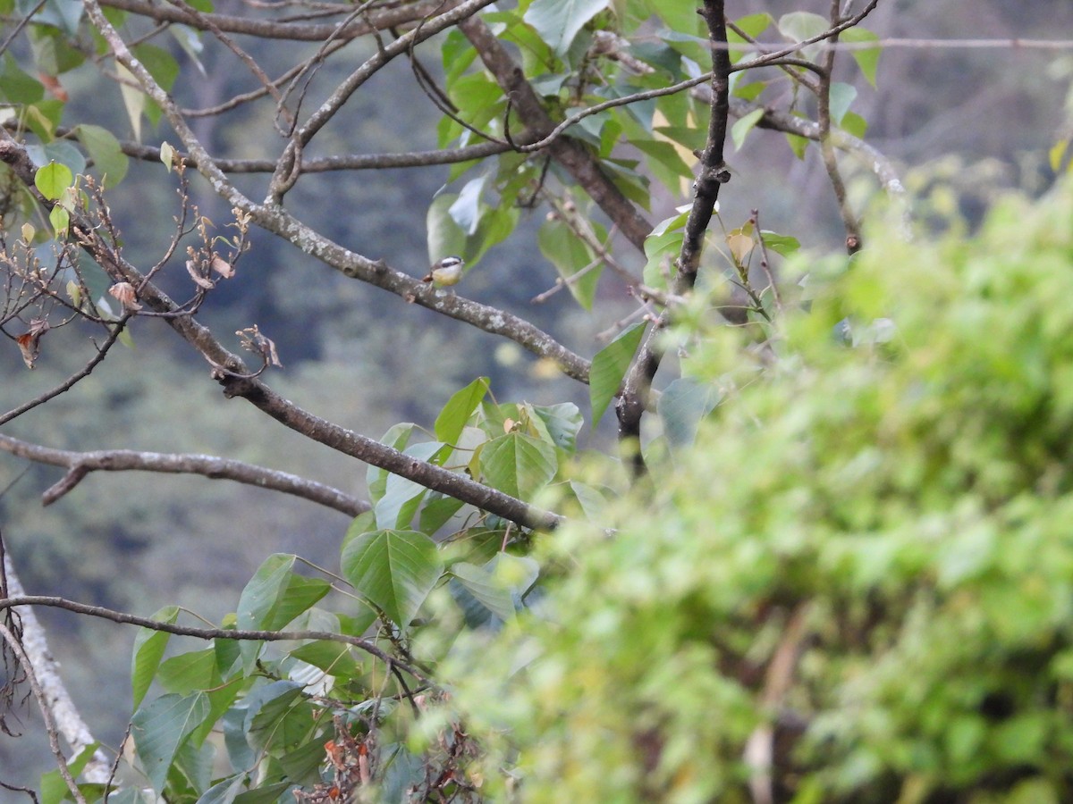 Red-tailed Minla - ML646049553