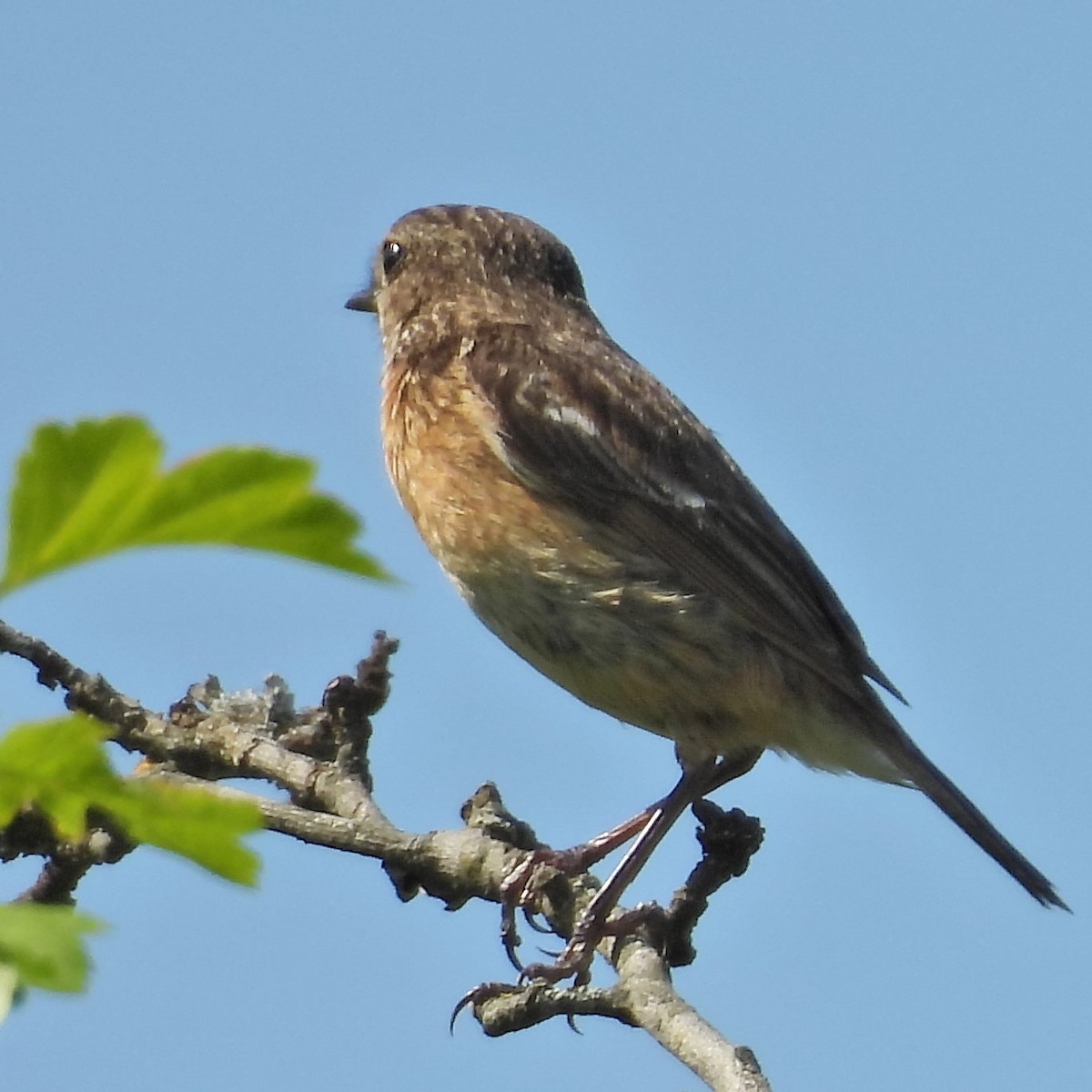 European Stonechat - ML646049557