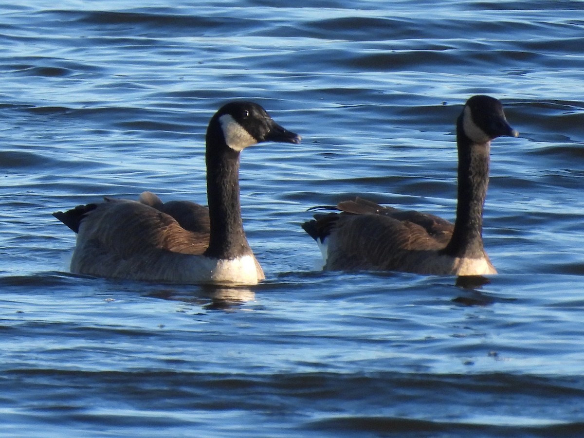 Canada Goose - ML646049559
