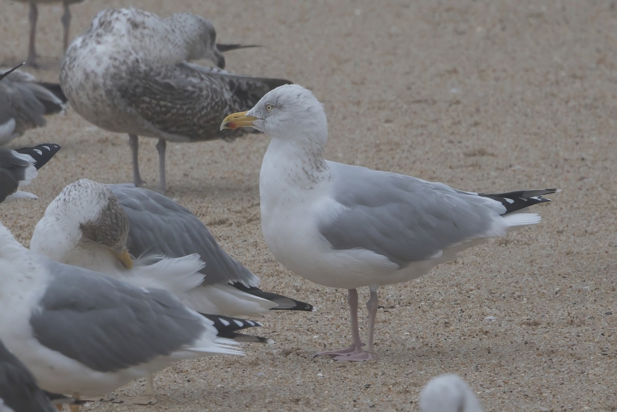 European Herring Gull - ML646049562