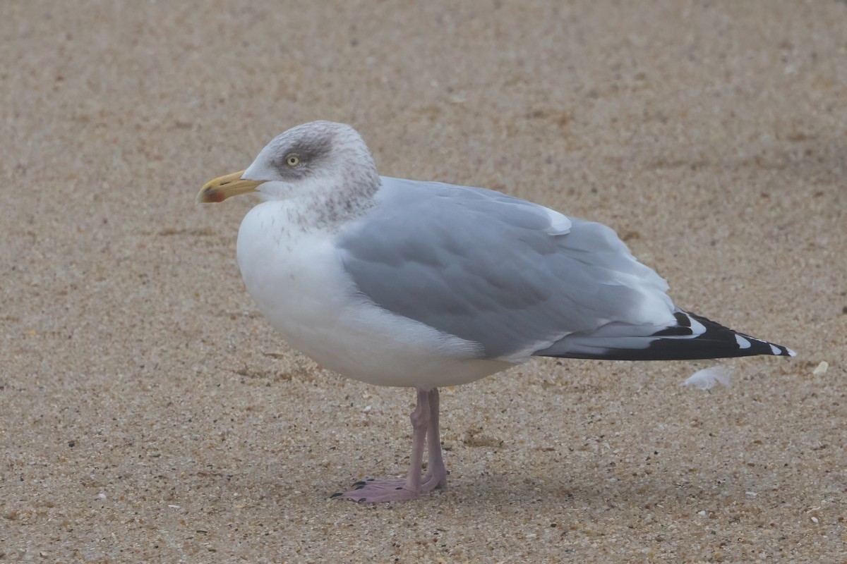 European Herring Gull - ML646049563