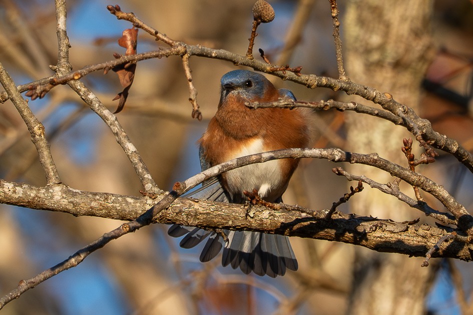 Eastern Bluebird - ML646049564