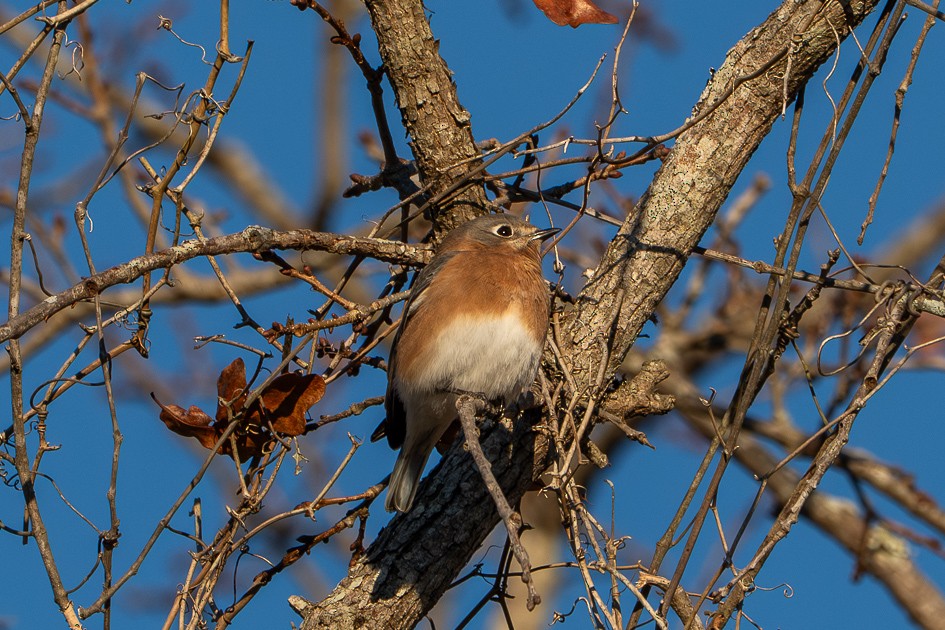 Eastern Bluebird - ML646049565