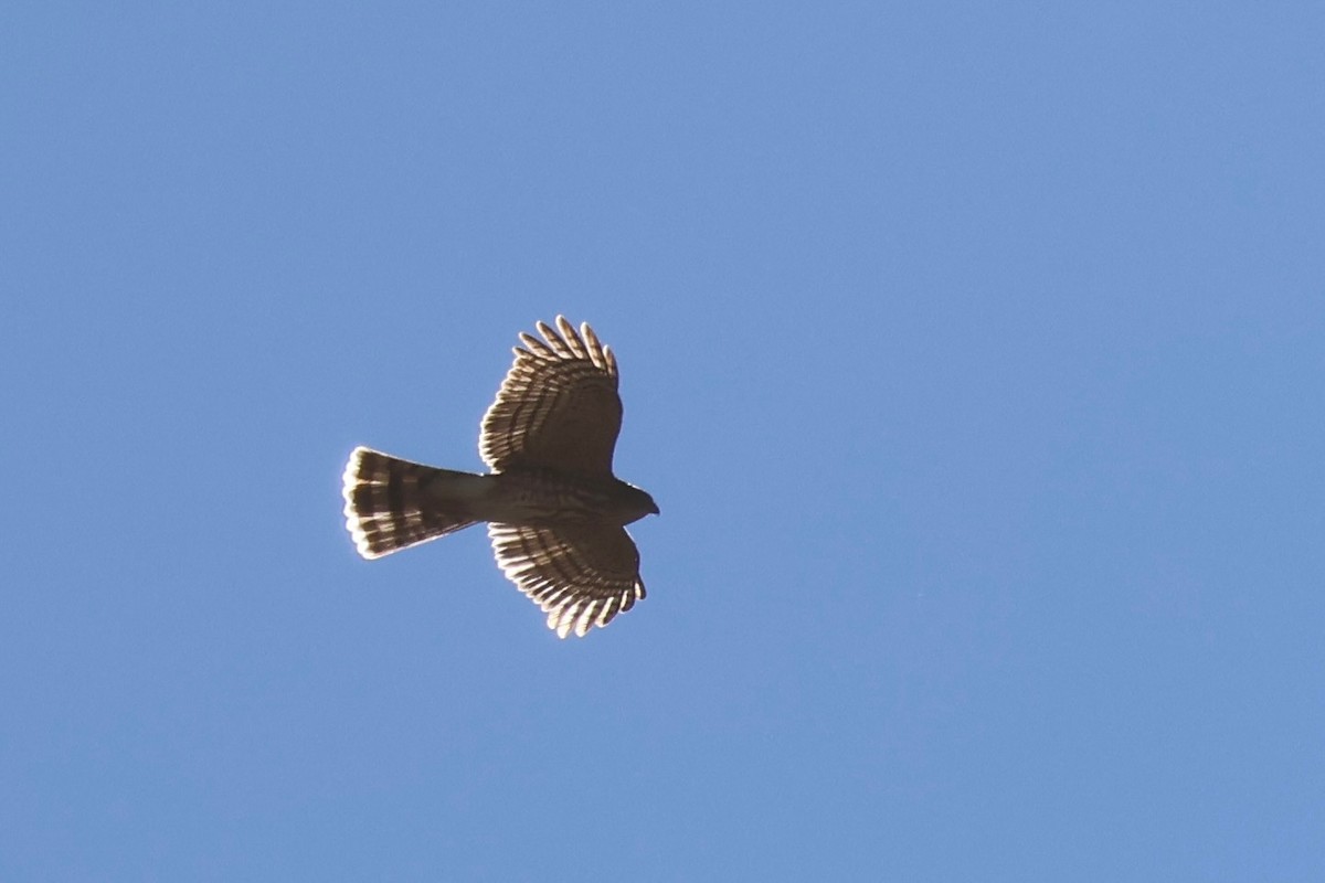 Sharp-shinned Hawk - ML646049567