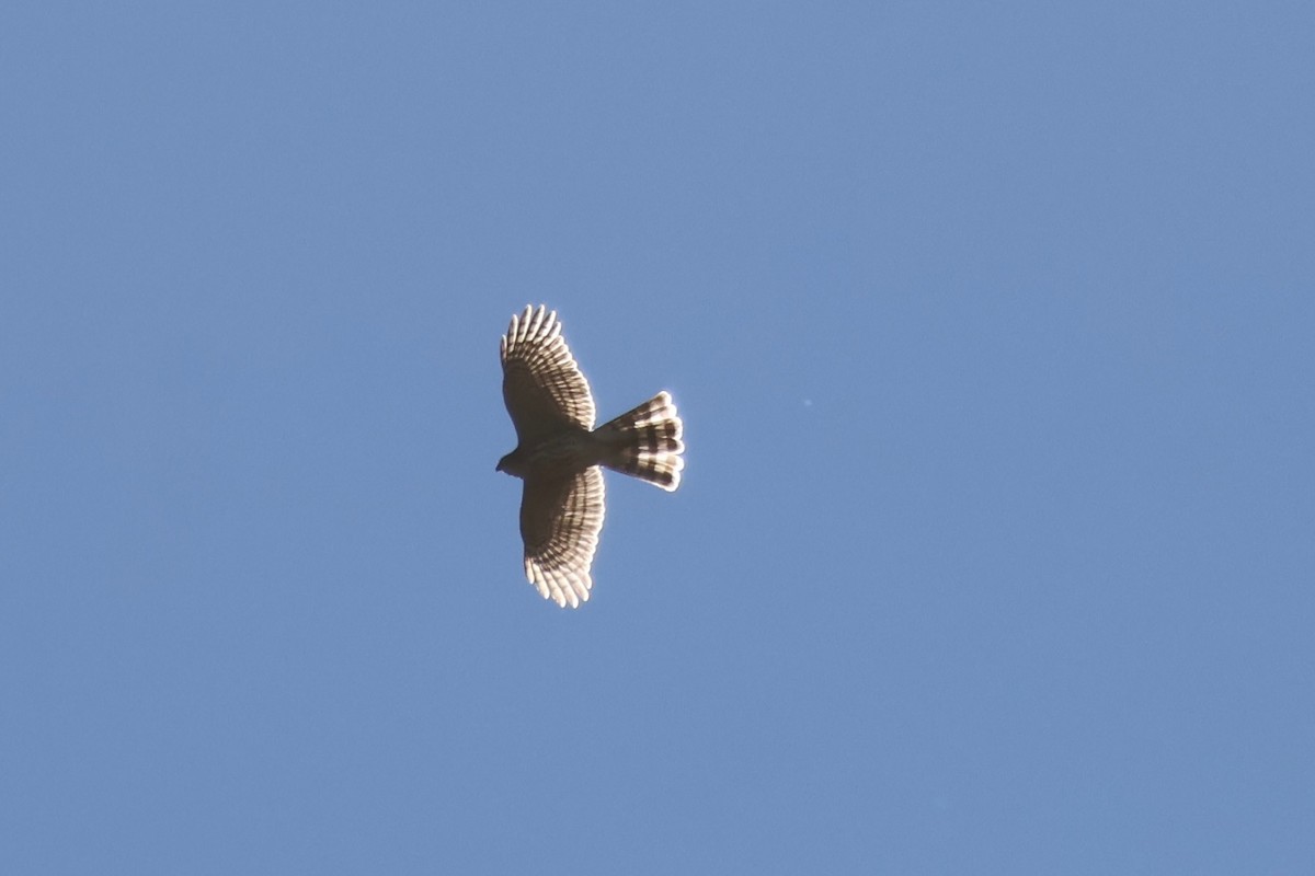 Sharp-shinned Hawk - ML646049568