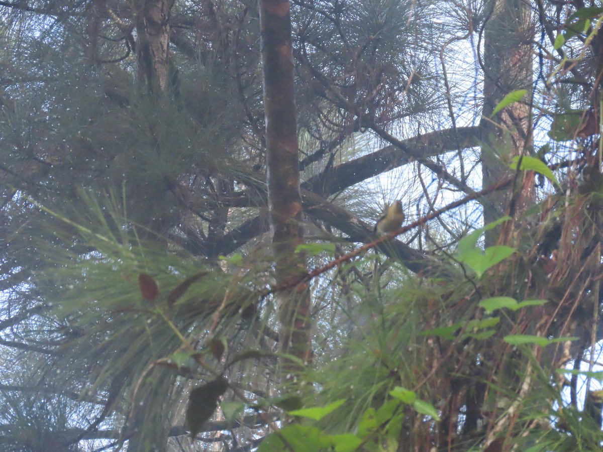 Пісняр-лісовик каштановий - ML646049572