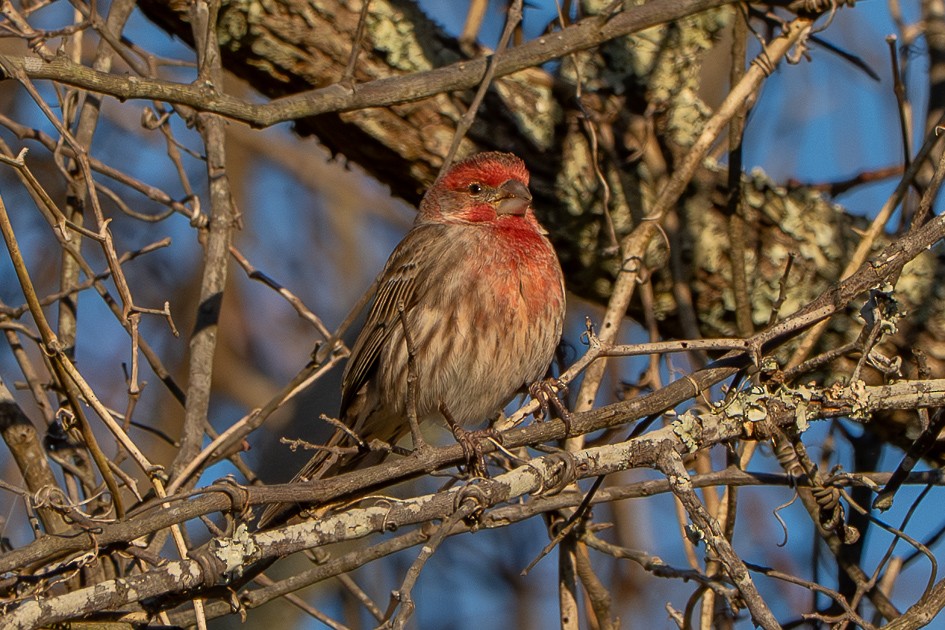 House Finch - ML646049575