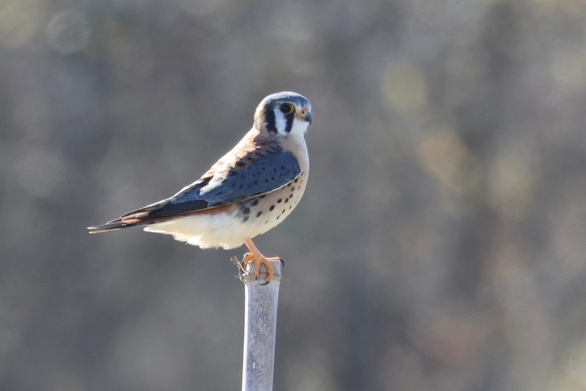 American Kestrel - ML646049577