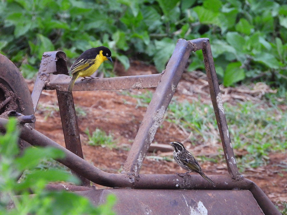 Tejedor Baglafecht - ML646049578