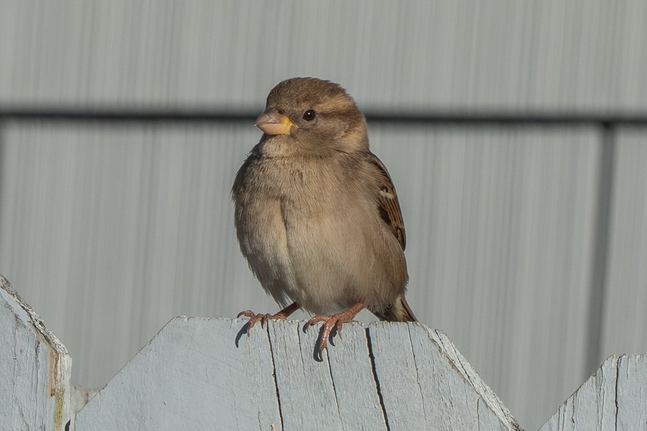 House Sparrow - ML646049580