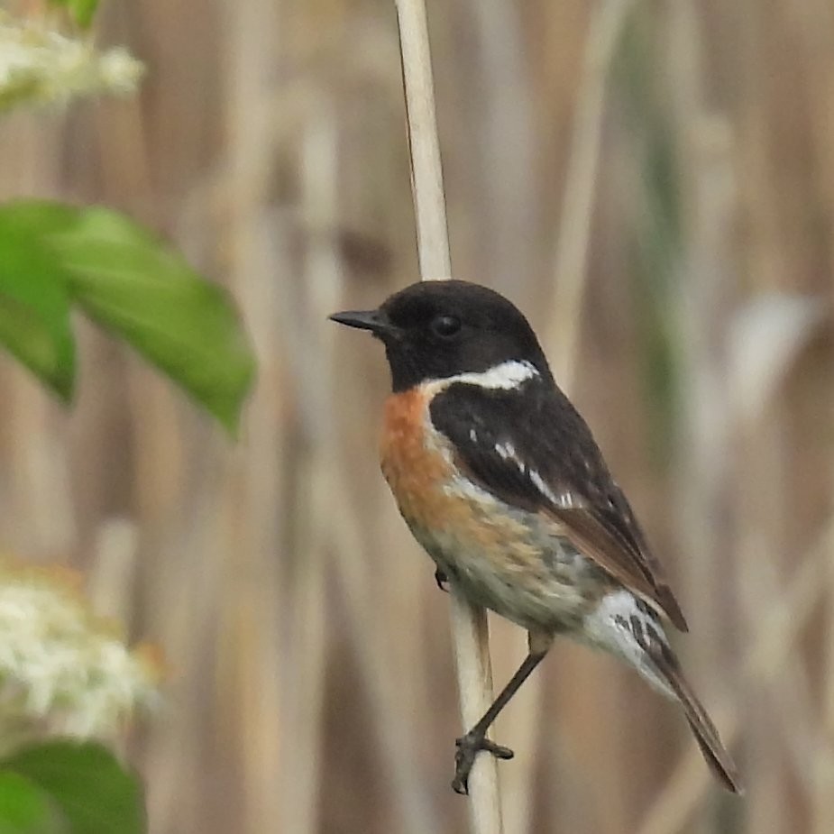European Stonechat - ML646049581