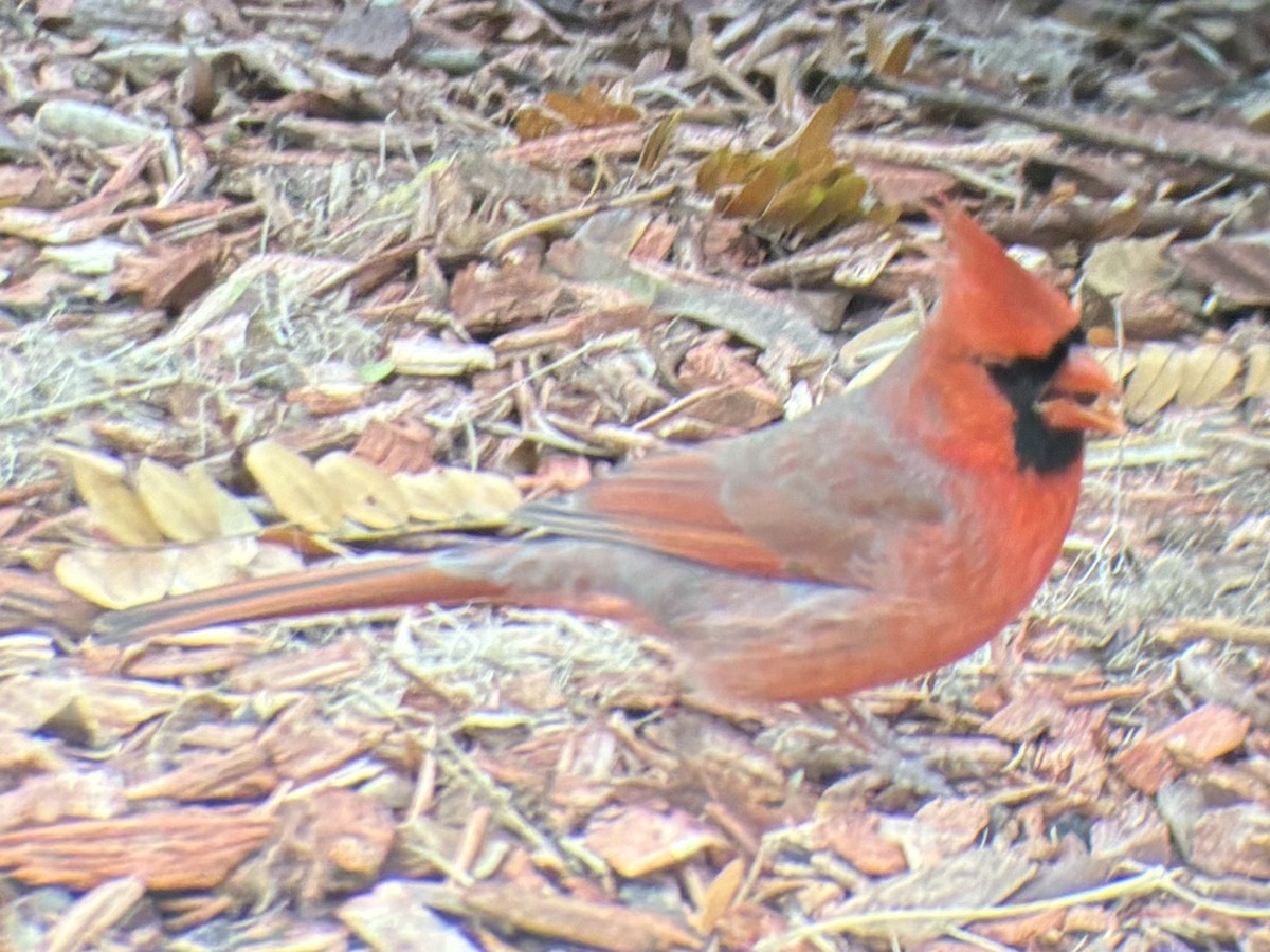 kardinál červený - ML646049583