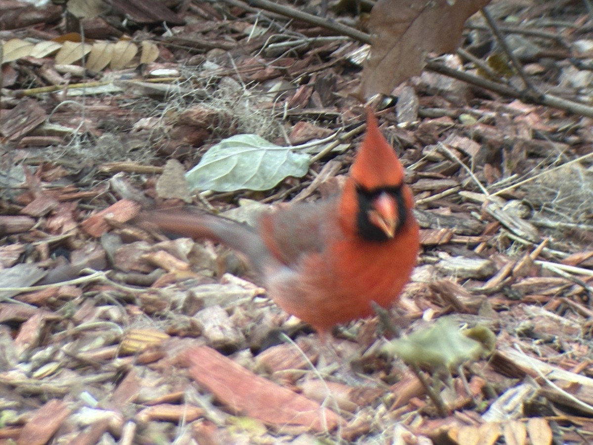 kardinál červený - ML646049584