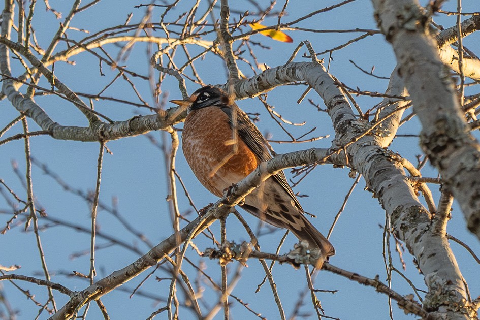 American Robin - ML646049586