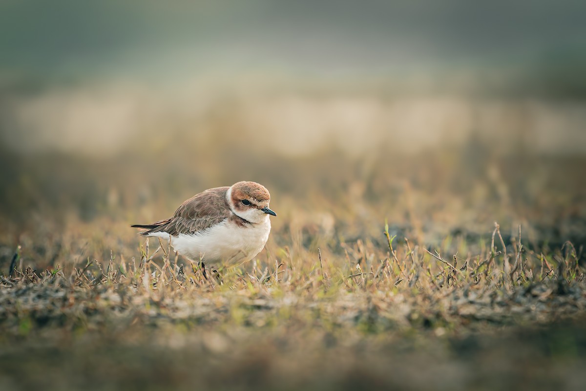 Kentish Plover - ML646049588