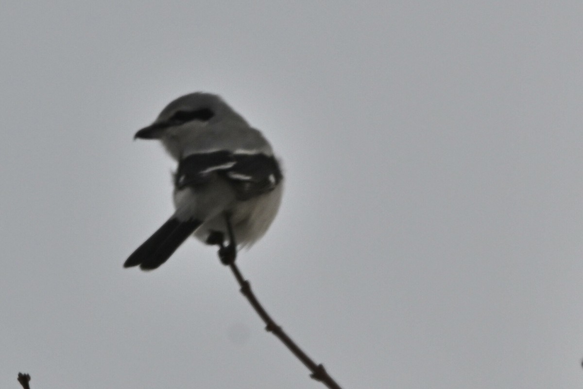 Northern Shrike - ML646049590