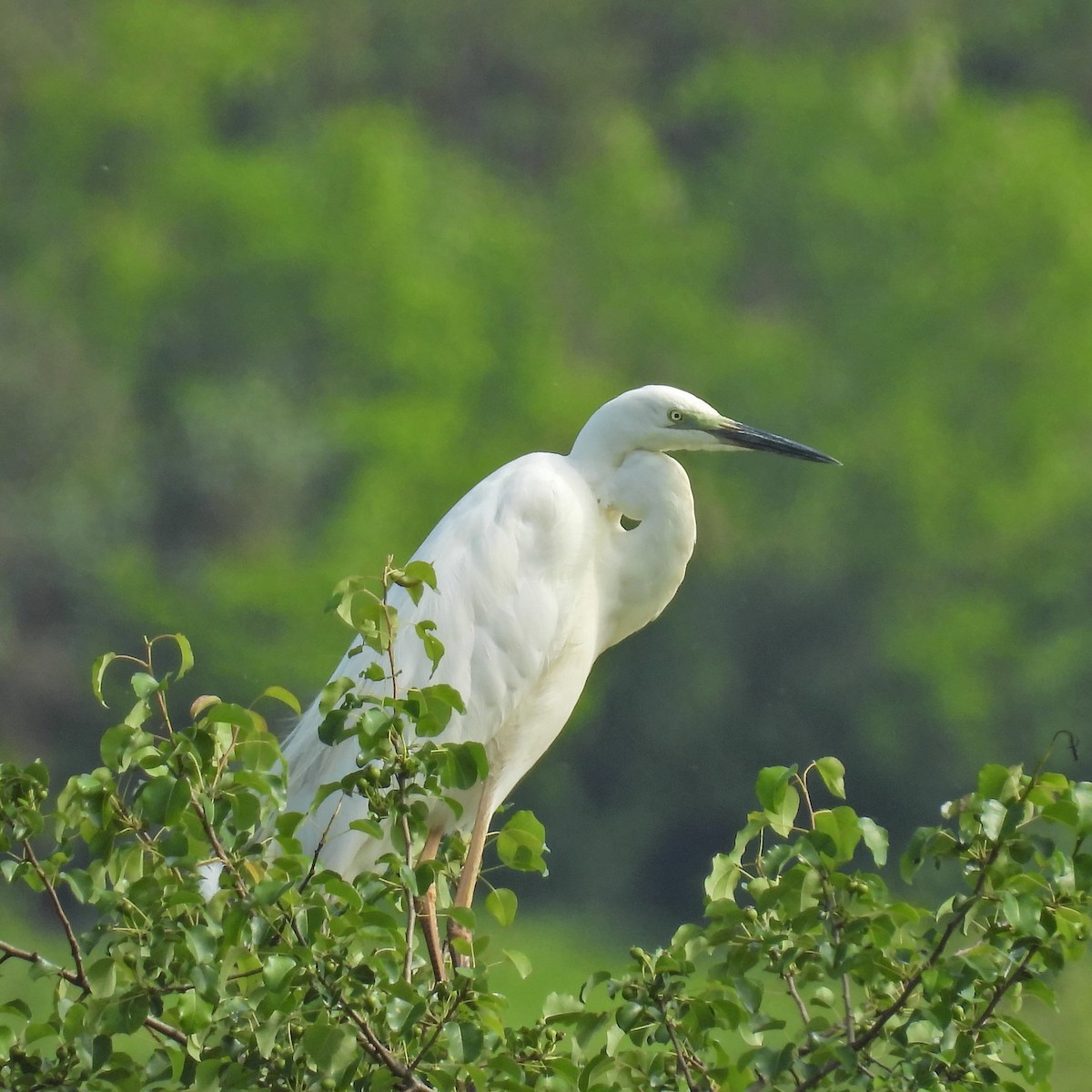 Little Egret - ML646049591