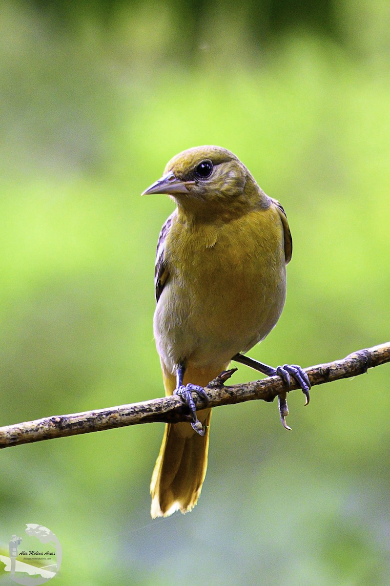 ボルチモアムクドリモドキ - ML646049592