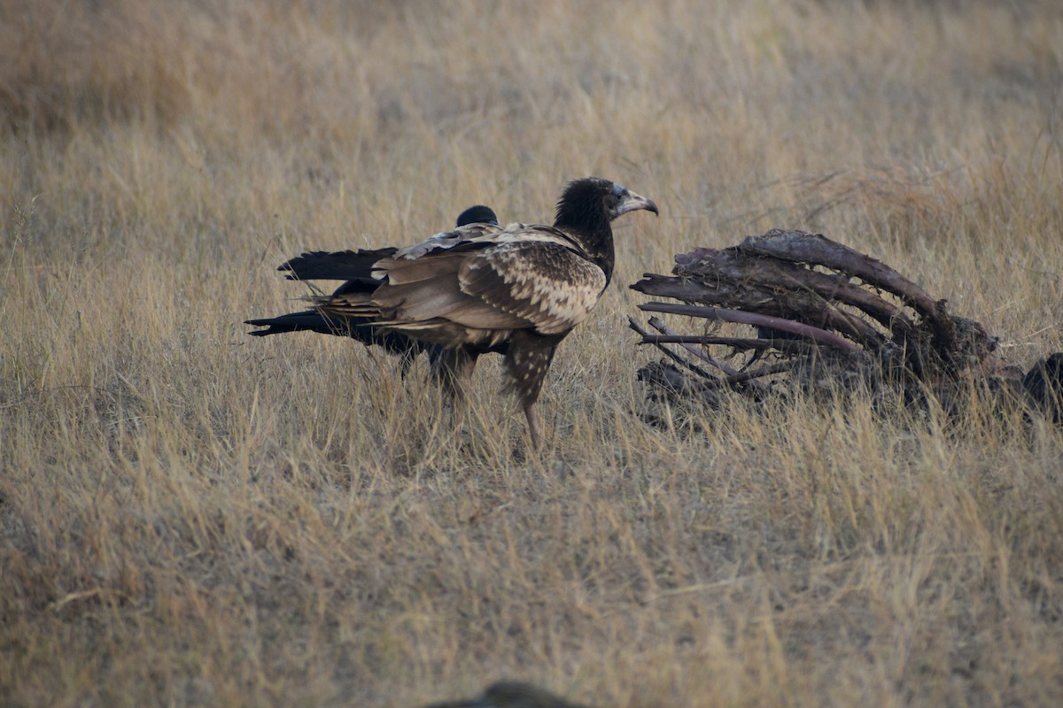 エジプトハゲワシ - ML646049600