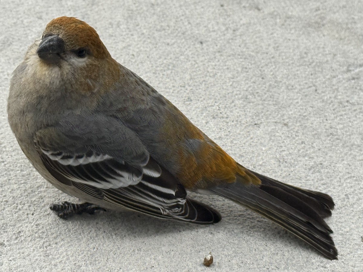 ギンザンマシコ - ML646049602