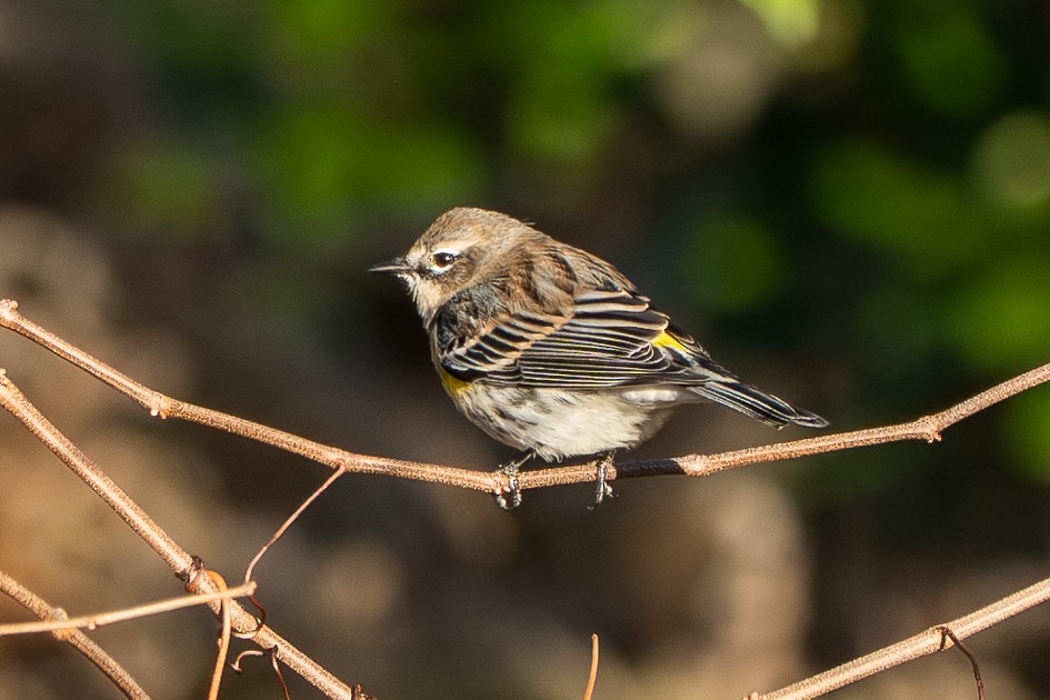 キヅタアメリカムシクイ - ML646049604