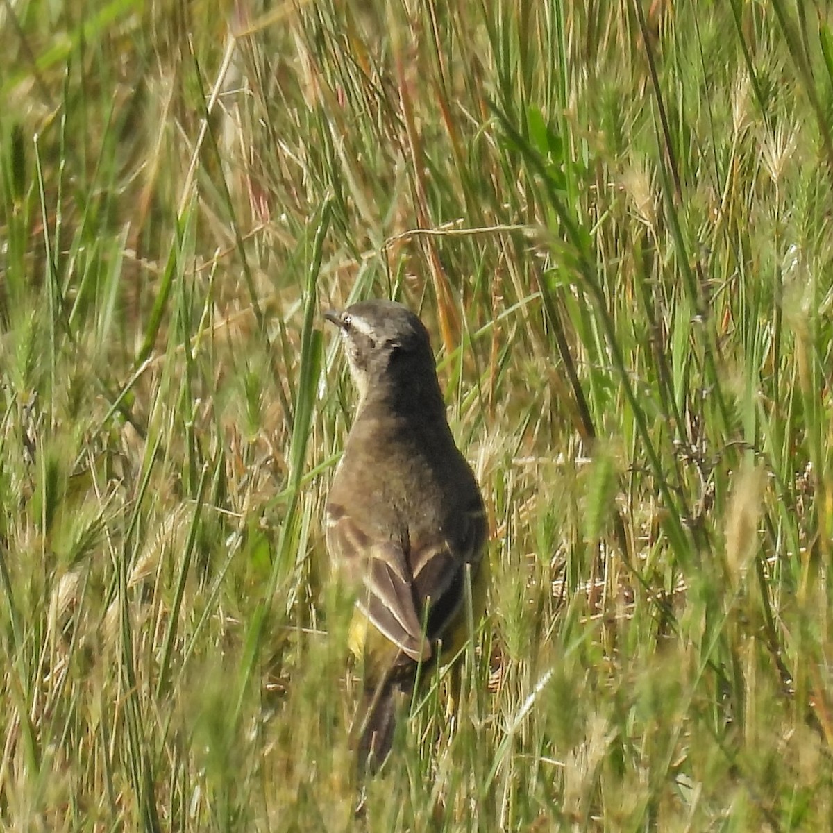 ニシツメナガセキレイ - ML646049605