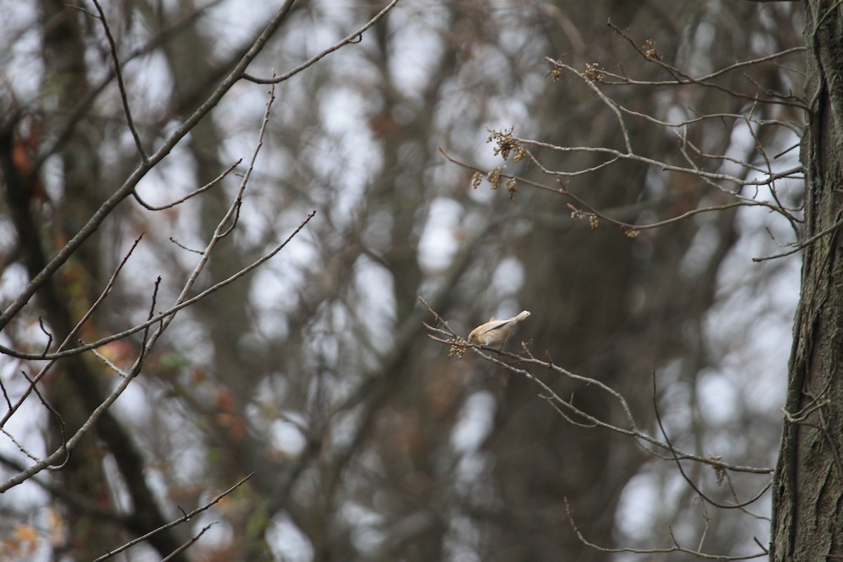 キヅタアメリカムシクイ - ML646049606