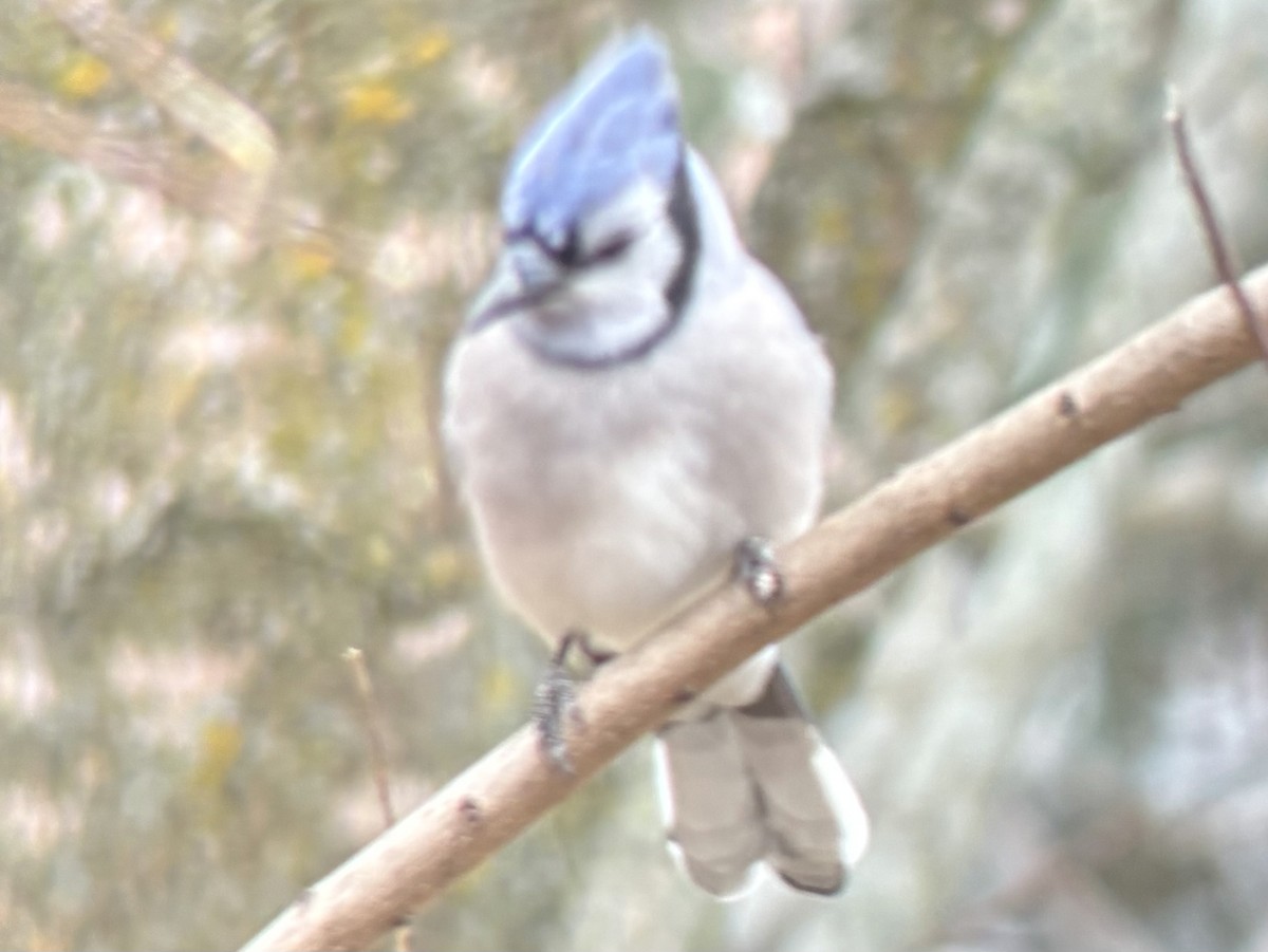 アオカケス - ML646049607