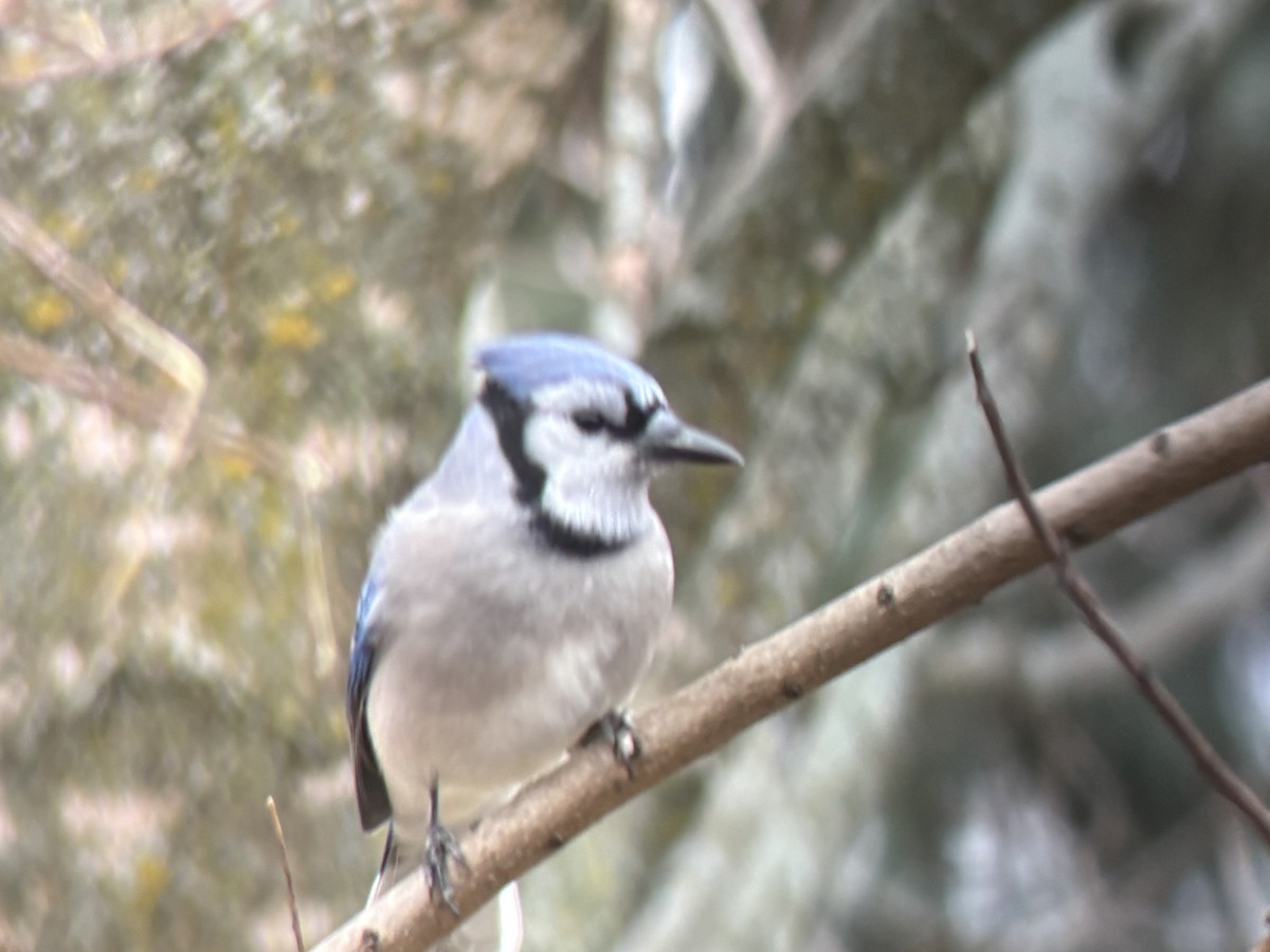 アオカケス - ML646049608