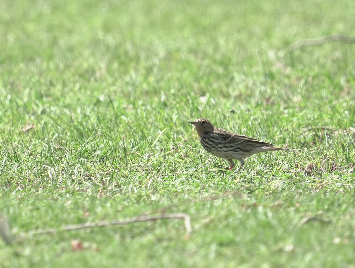 ムネアカタヒバリ - ML646049609