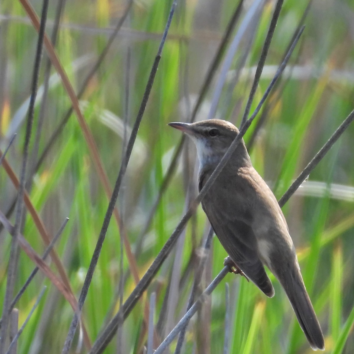 ニシオオヨシキリ - ML646049610